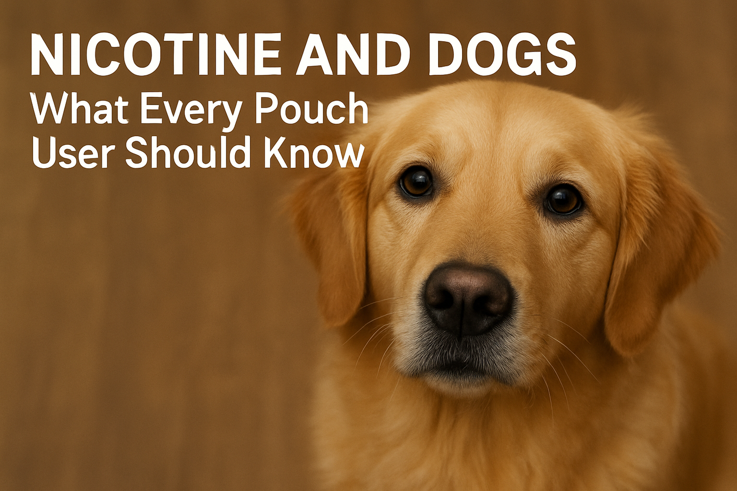 Nicotine and Dogs: What Every Pouch User Should Know